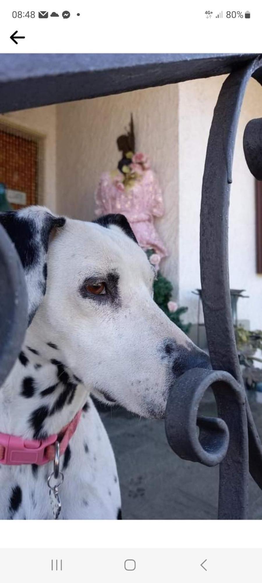 B&B La Gerbolina San Giusto Canavese ภายนอก รูปภาพ